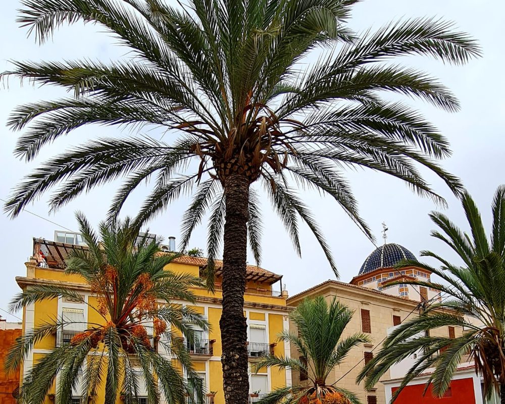 Alicante 8